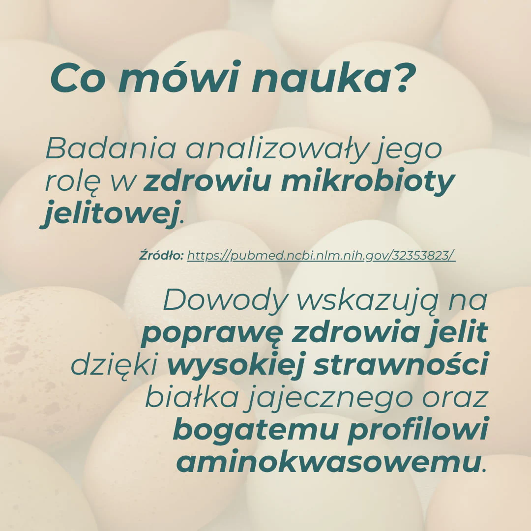 Białko jajeczne w proszku - Image 4