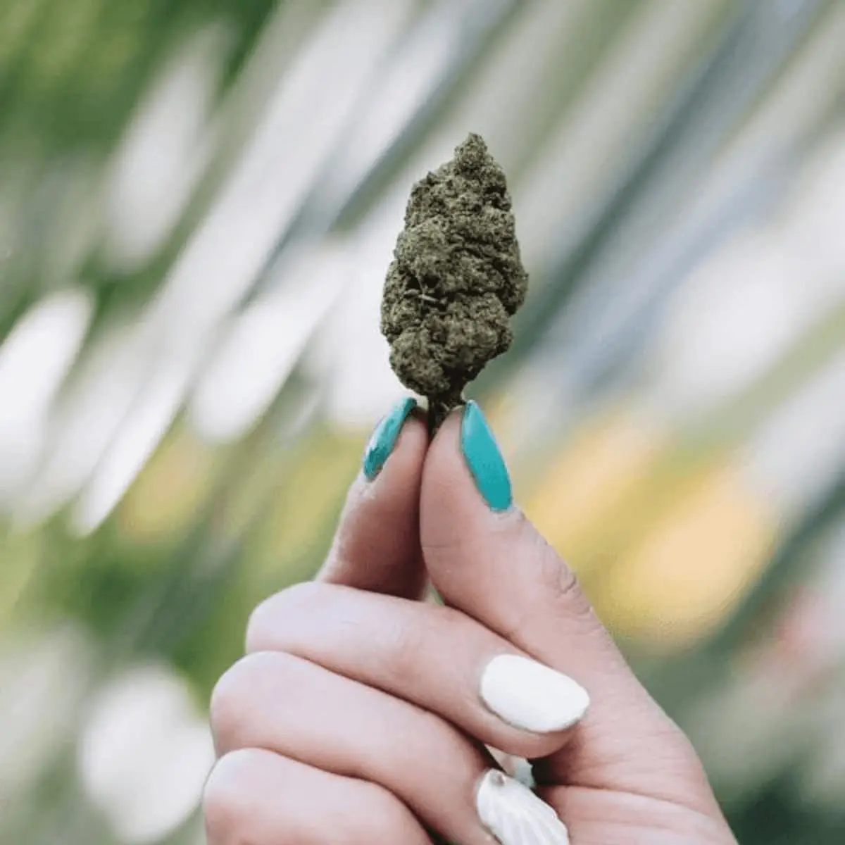 Susz CBD - Gelato - Image 4